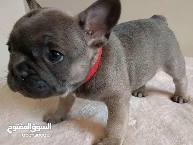 Cute french bulldog puppies for adoption