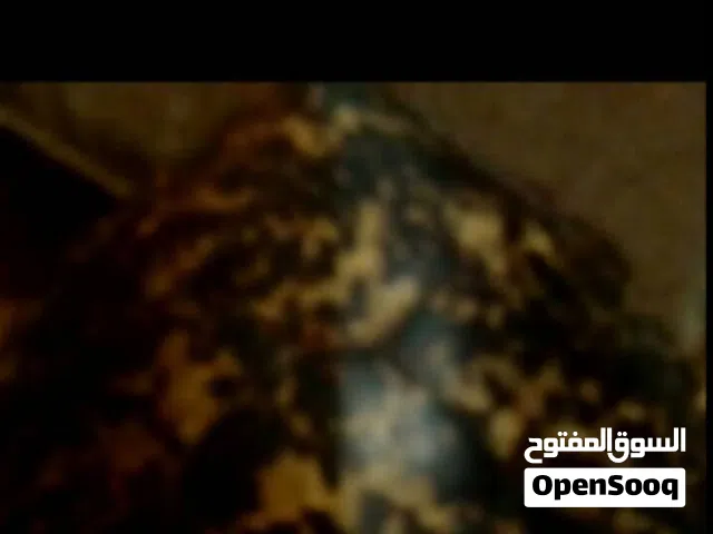 تحف ديكورات
