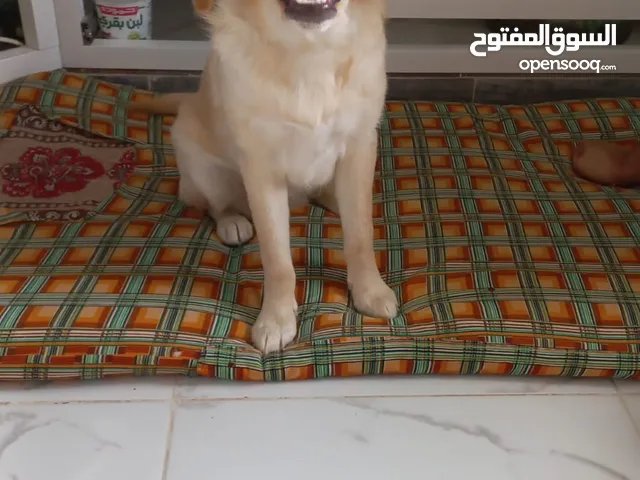 كلب جولدن للببع