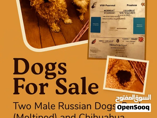 Dogs For Sale – Moltipoo & Chihuahua