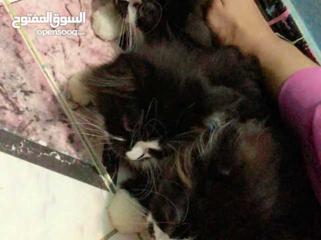 Cats for sale قطط للبيع شيرازي الوحده