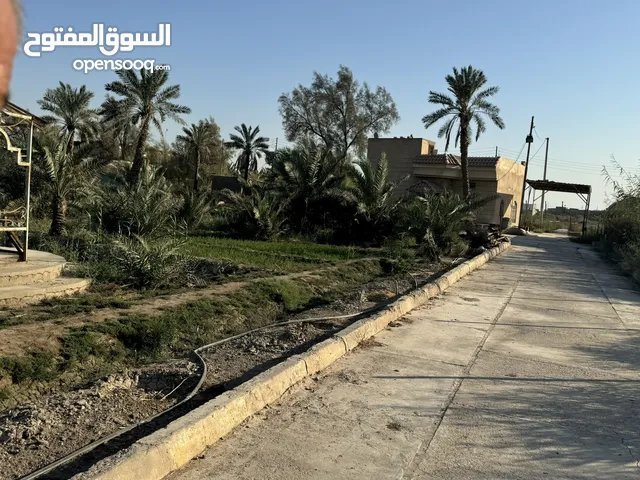 بستان متكامل للبيع ابو الخصيب 5 دونم