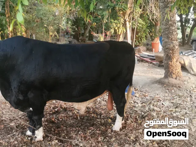 ثور للبيع نمساوي حجم كبير تبارك الرحمن وهادي الي ما جاد لايتواصل معي