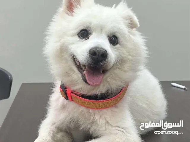 Dog for sale كلب للبيع
