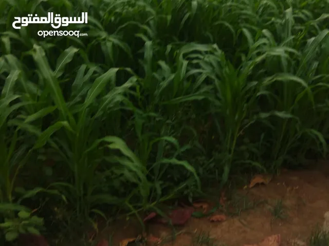 مزارع يبحث عن عمل من صعيد مصر