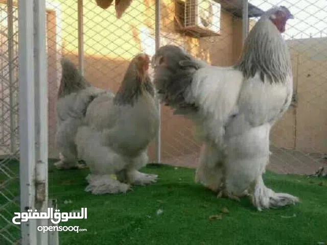 دجاج براهما العملاق