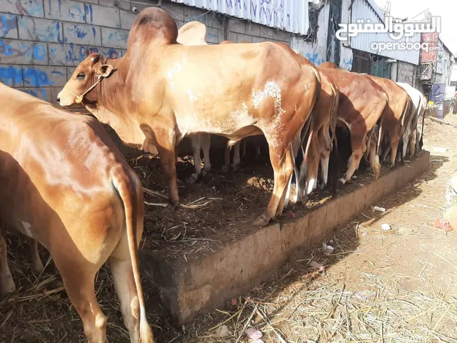 نورالدين مجاهد العكابي العوامي لبيع المواشي جميع أنواعها الغنمي والبقري وسعر مناسب بمناسبه العيد