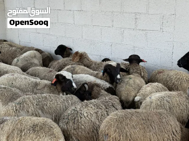 كباشا الدوربر الأفريقي المعروف بجودة اللحم العاليه والأوزان الطيبه