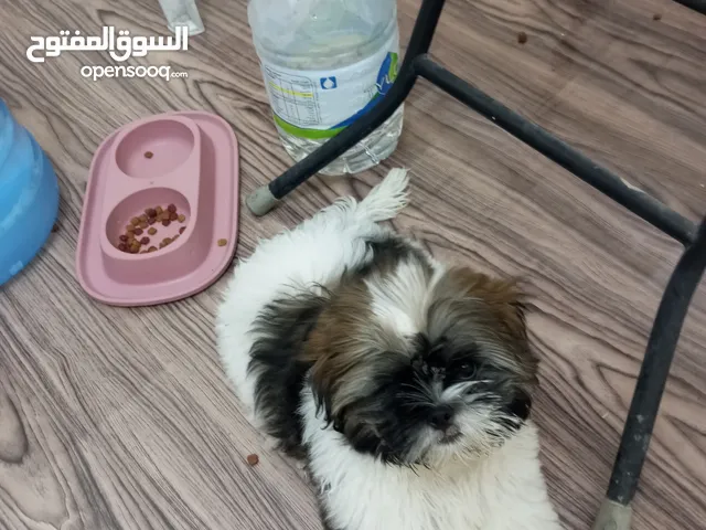 Pure breed Shihtzu lovers puppy pet for sale