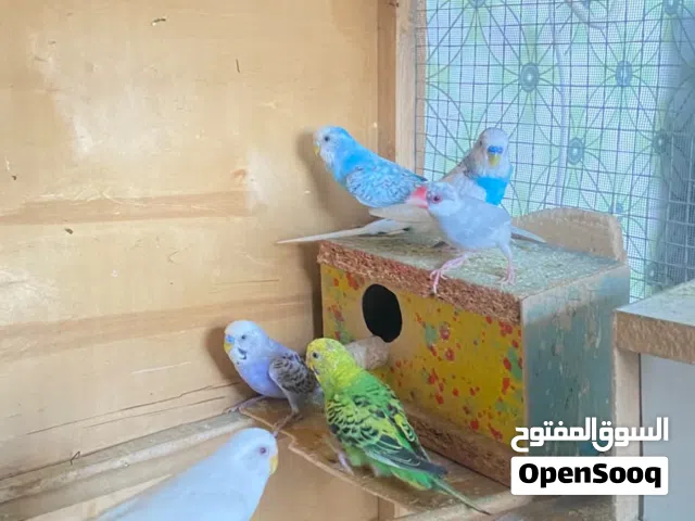 طيور حب 6 ازواج