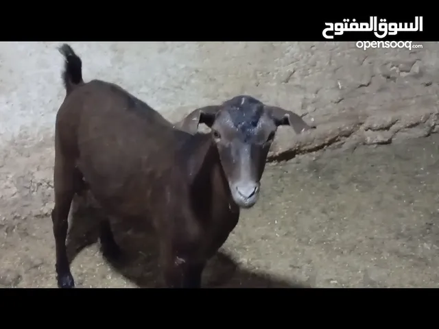 جدي (مرسيانو) اصلي كفاله هداد