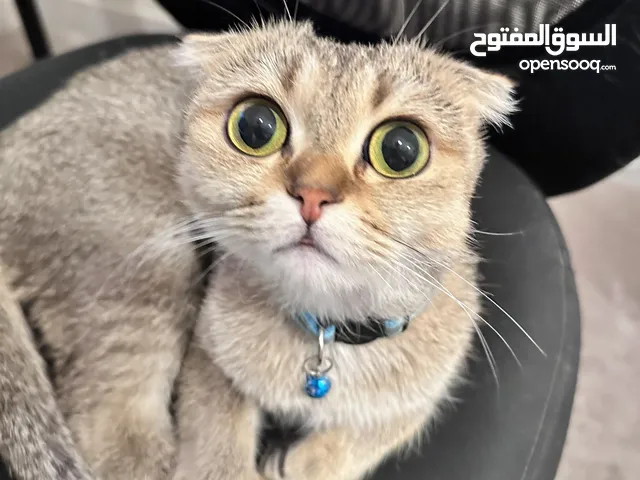 انثى سكوتش فولد للبيع