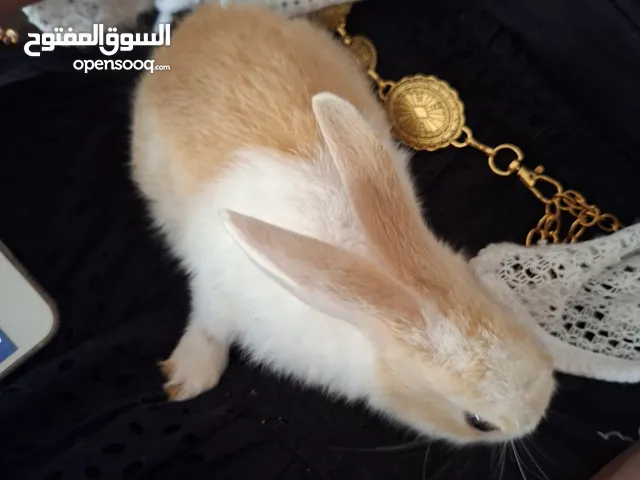 أرنب للبيع  أنثى