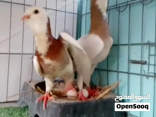 زوج لحلوح ماشاء الله