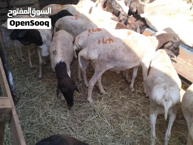 خرفان وتيوس  صوماليه للبيع