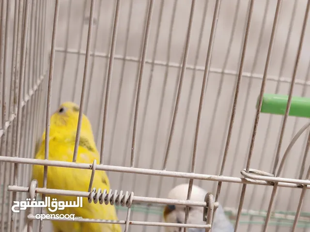 عصافير طيور حب