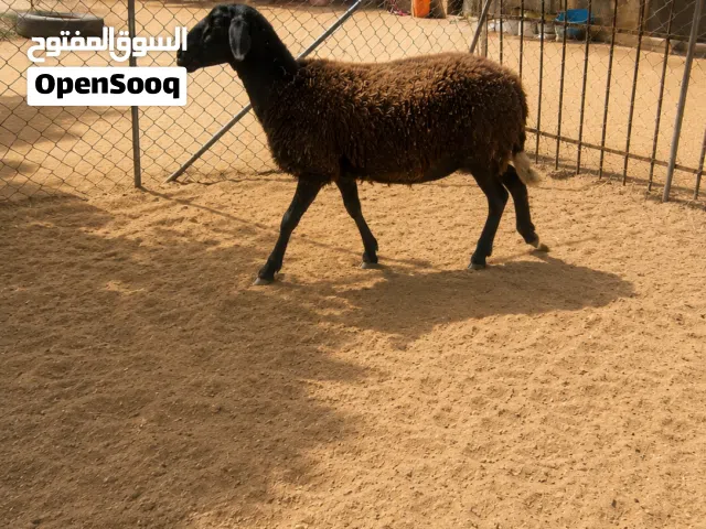 نعجه بطن تومي و بطن فردي عمر نعجه سته سنين نعجه كيف ولد خروف و معاه نعجته تنين لم تلقنه معا قتلو