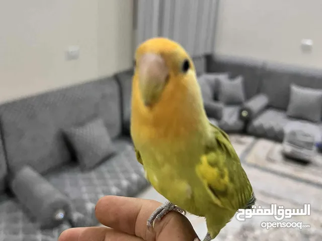 دكر بركظيلو مروض فل
