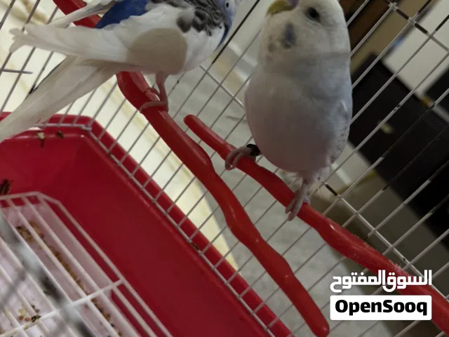 طيور بادجي ( ذكر - انثى )