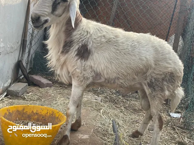 خروف للبيع كبير
