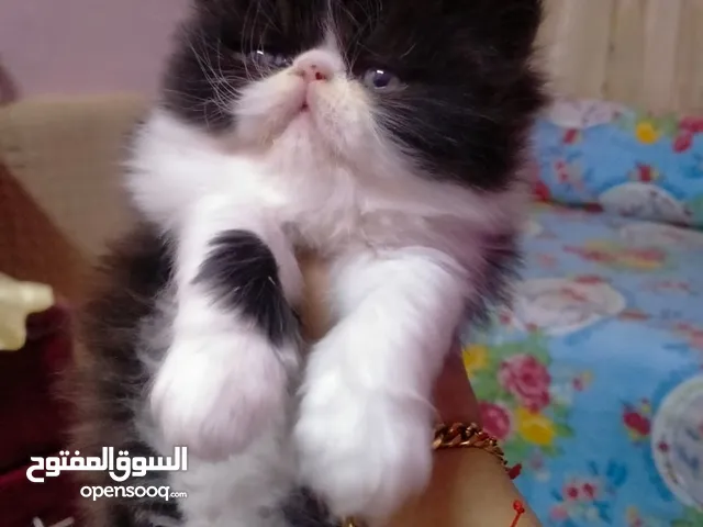 متاح قطط بنت كاليكو ولد باندا بلاك وايت أطراف قصيره وشعر غزر متعودين على أكل البيت ولتربوكس اطرف