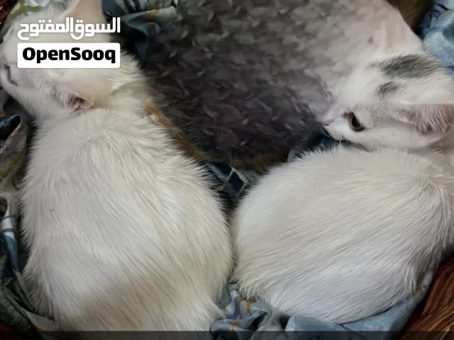 سنانير شيرازي