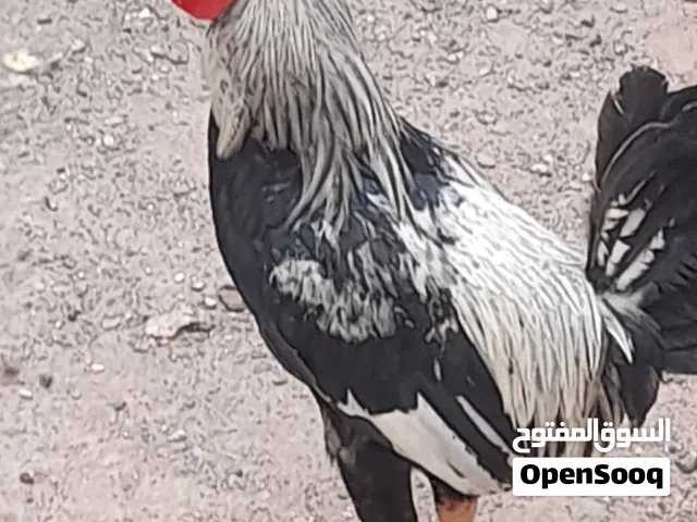 ديوك للبيع