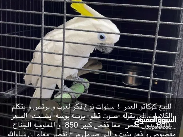 للبيع ببغاء كوكاتو يحب العب ويحب الرقص ويتكلم