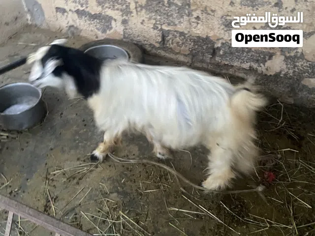 تيس عماني للبيع