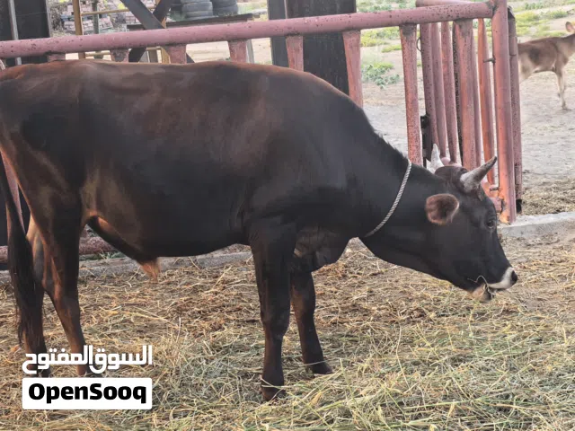 عجل جرسي العمر سنتين وستة أشهر للبيع Jersey Bull for Sale age 2years and 6month