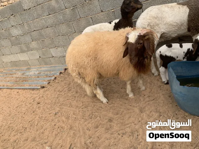 خروف برقويي