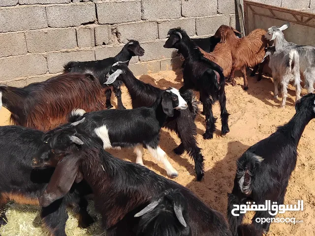 بسم الله جديان العدد 11 معاهم 3 عنايق عمرهم حوالي 3 شهور السعر المطلوب 550 دينار الواحد