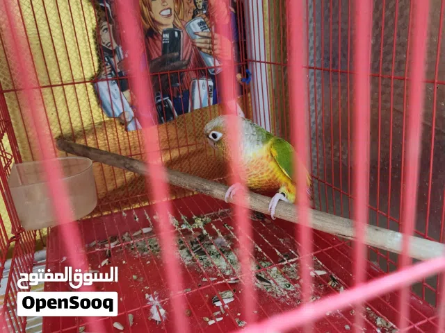 طير كنيور للبيع
