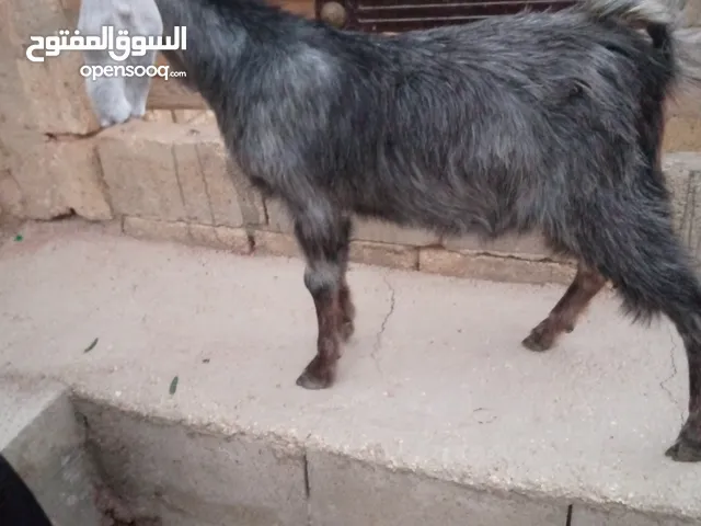 صخله لون ازرق مقنوي
