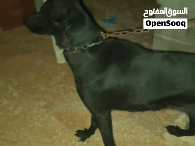 نتايا مالينوا بلاك اقرا الوصف