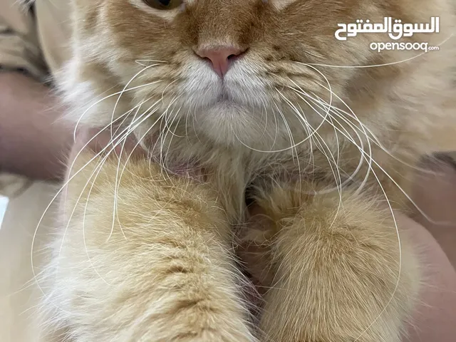 قط سكوتش فولد للتبني