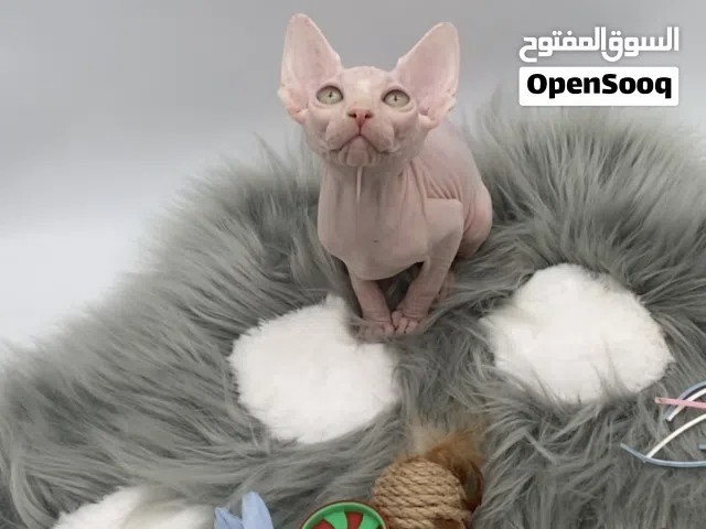 Sphynx with PEDIGREE male 4 months