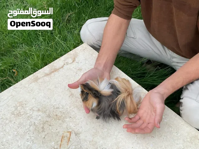 قندي للبيع تلاتة طروف ينباعو مع بعض انتى وزوز دكورة وفيه دكر ينباع بروحه من غيرهم