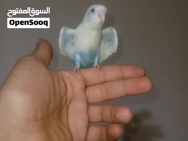 عصفور بقلينو مروض ترويض صحه ونضافه ربي يبارك
