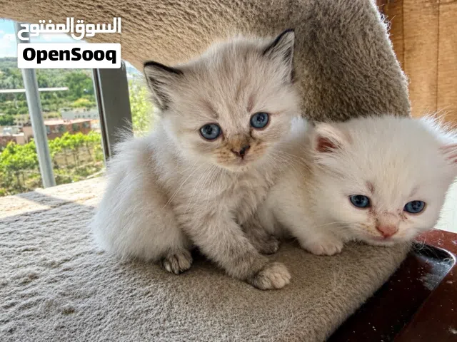 Siamese kitten , 1 month
