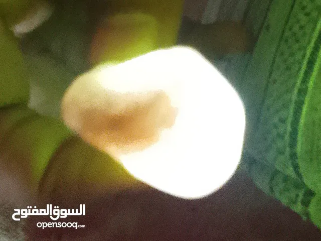 حجر شفاف ونادر