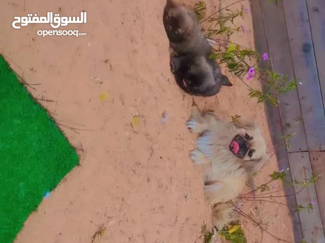 جراوي بكنوا للبيع