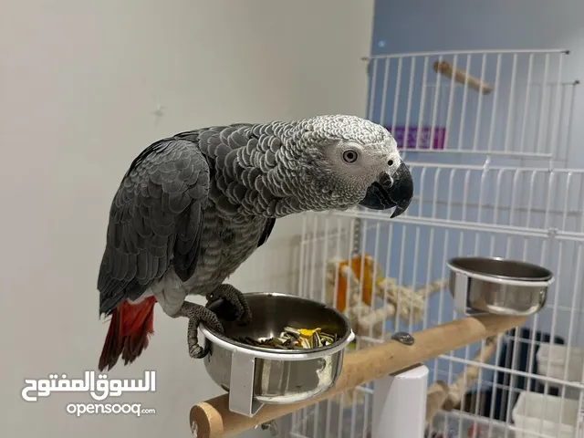 ببغاء كاسكو افريقي عمر سنة