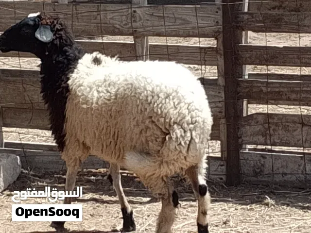 فطيمه وطنيه تبارك الله العمر 6شهور