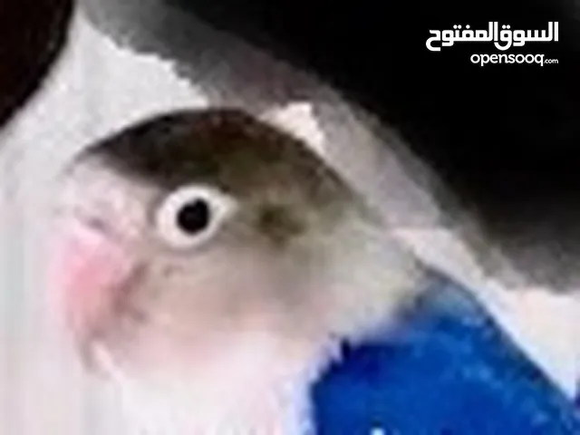 مفقود فيشر أزرق