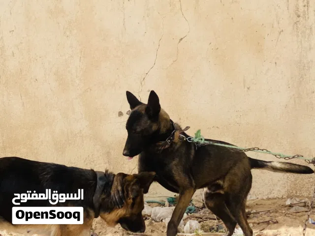 مينوا اقرا الوصف