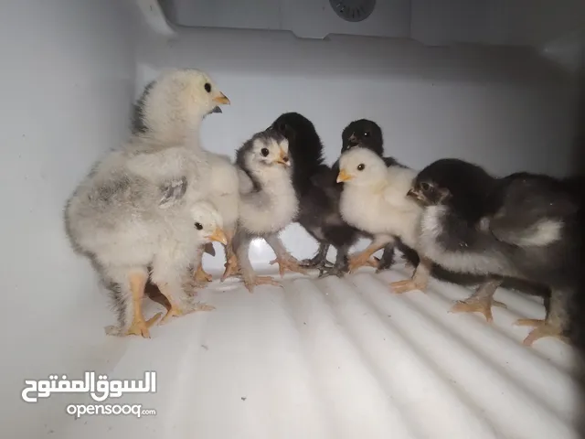صيصان + بيض براهما للبيع