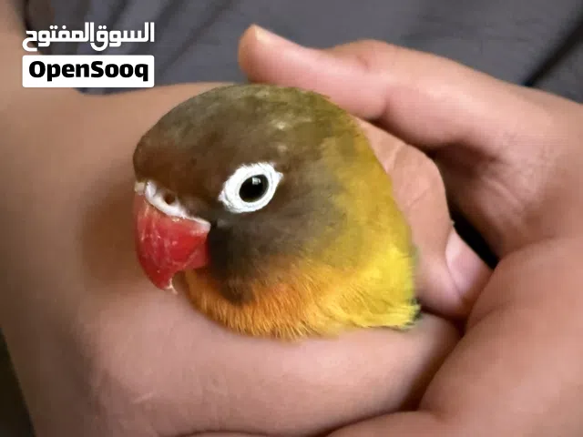 عصفور فشر ملون