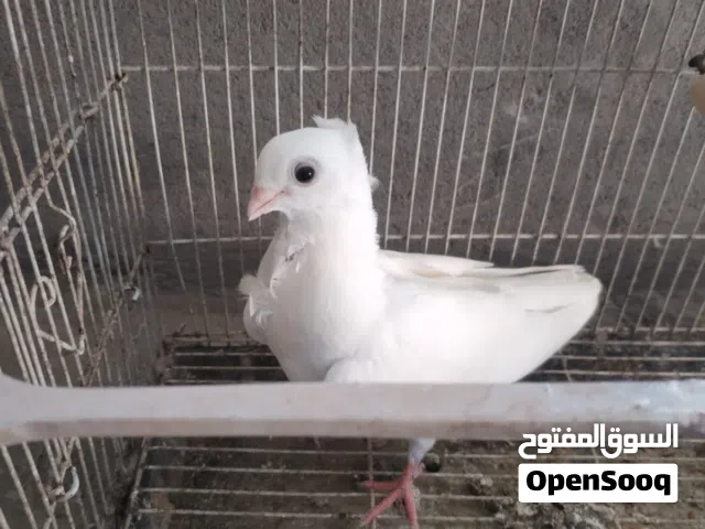 ارافل للبيع