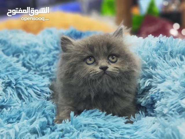 قطط بريتش الي بالصورة ذكر العمر شهرين شوف الريلز ، قبل ما يروح عليك العرض